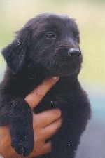 cucciolohov