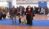 Expo Biella Speciale Hovawart
