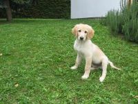 theo004