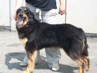 Tata_Torino