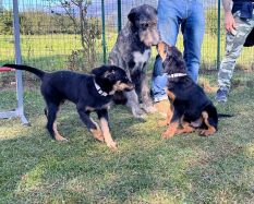 Puppy avigliana